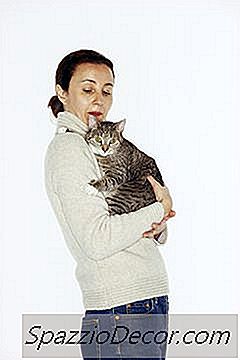 是什么让一些猫如此亲热？