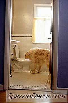 ¿Qué Hace Que El Agua Del Inodoro Sea Nocivo Para Perros Y Gatos?