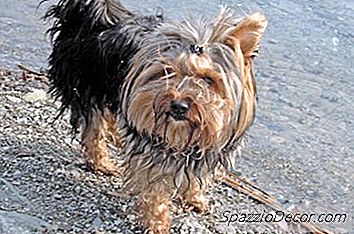 ¿Qué Hace Que Yorkshire Terriers Pique Y Raspe Mucho?