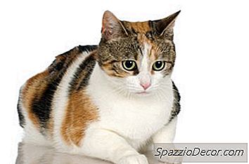 Que Porcentagem De Gatos De Chita São Machos?