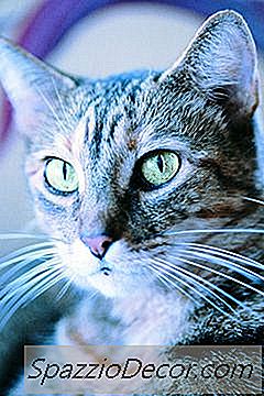 Para Que Serve O Bigode De Cães E Gatos?