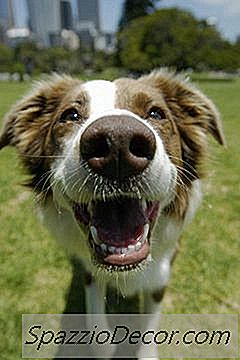 犬と人々のための歯磨き粉の違いは何ですか？