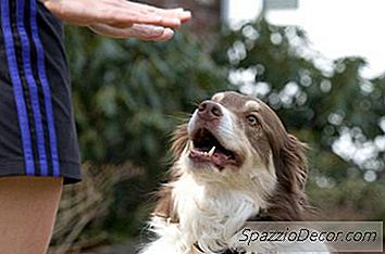 Quais Serviços Os Cães De Serviço Oferecem?