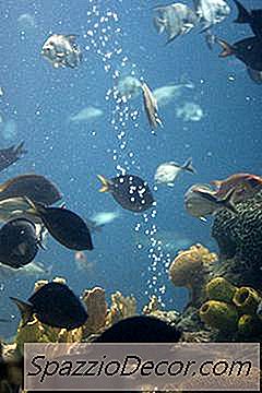 Welche Größe Heizung Wird Für Ein Aquarium Benötigt?