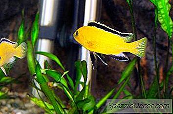 Mitä Lisätä Cichlid-Akvaarioon, Jotta Siitä Tulisi Enemmän Riuttaista