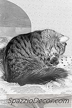 O Que Fazer Para Gatos Que Não Parem De Lamber E Comichão