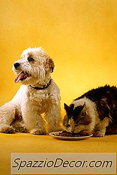 Wat Te Doen Als Uw Hond Het Nieuwe Kitten In Gaat