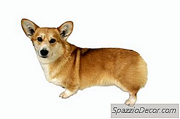 Što Učiniti S Agresivnim Corgijem?