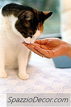 O Que Alimentar Um Gato Numa Pitada