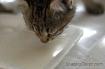 Katter Älskar Mjölk, Men Många Saknar Enzymet För Att Smälta Det Ordentligt.