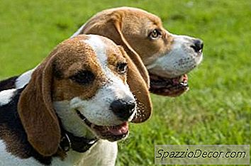 Qué Poner En El Suelo En Una Carrera De Perros