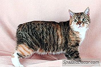 Ne Tür Bir Kedi Kuyruğu Yok?