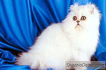 Que Tipo De Gatos Têm Nariz Achatado?