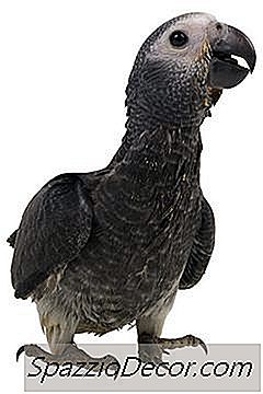 Jakie Rodzaje Nasion Ptaków Jedzą Cockatiels?