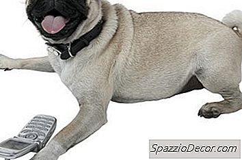 Ce Tip De Caini Au Cozile Care Cresc Atunci Cand Stau?