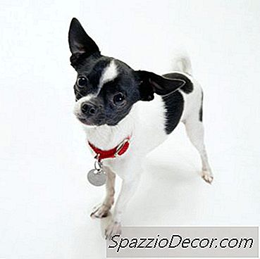 Какво Би Причинило Чихуахуа На Три Години Да Загуби Зъбите Си?