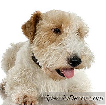 Transtornos Da Pele Do Wheaten Terrier