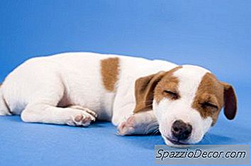 Kapan Anjing Mulai Tenang?
