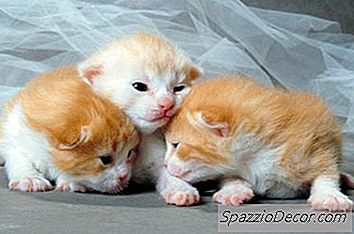 什么时候小猫能够全神贯注？