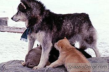 Quando Os Cães Mama Perdem O Leite?