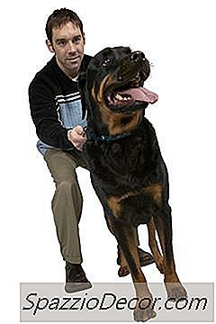 Wann Hört Ein Rottweiler Auf Zu Wachsen?