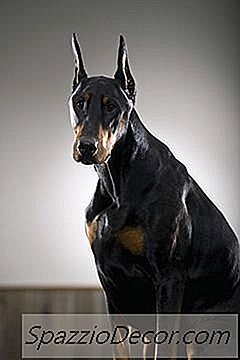 Quando O Pinscher Do Doberman É Crescido?