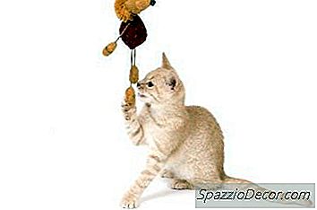 Când O Pisică Este Considerată Complet Cultivată?