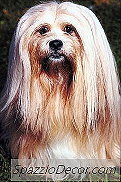 lhasa apso vuxen