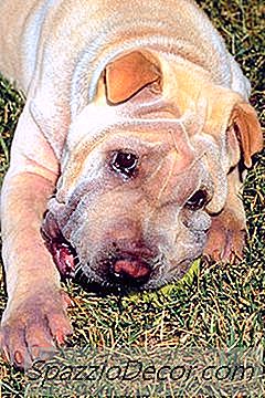 Quando I Cuccioli Shar-Pei Crescono, Sono Ancora Corrugati?
