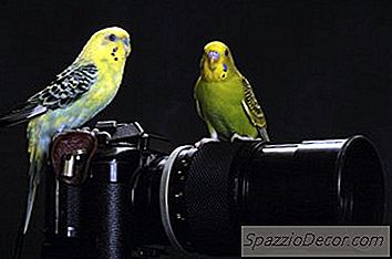 Di Manakah Burung Parakeet Dari?