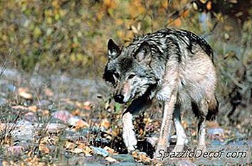 Quais Raças De Cães São Mais Próximas Do Lobo?