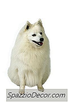 Hvid Pomeranian Grooming