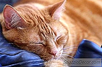 Por Que Os Gatos São Tão Preguiçosos?