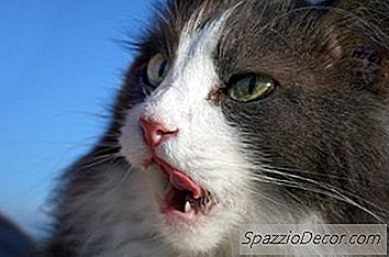 Pisicile, Ca Și Oamenii, Au O Varietate De Personalități, Iar Unele Feline Sunt Mai Vorbătoare Decat Altii. Câte Și Ce Fel De Vocalizări Face Pisica Ta Poate Avea O Serie De Semnificații, De La Probleme Medicale La Dorința De A Socializa Cu Tine.