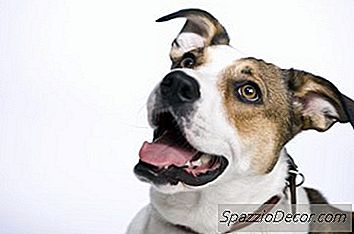 Por Que Os Seres Humanos Não Conseguem Ouvir Assobios De Cães?