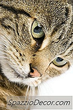 Por Que Os Alunos De Um Gato Recebem Grandes