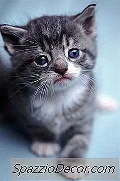 小猫为什么把他们的眼睛粘在一起？