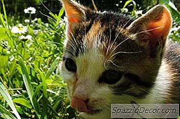 Waarom Kauwen Kattenhaar?