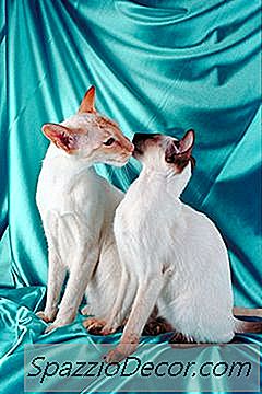 Por Que Os Gatos Olham Para A Cabeça?