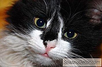 Waarom Zingen Katten Bij Nieuwe Kittens Of Katten?