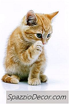Tại Sao Mèo Liếm Lông Của Mọi Người?