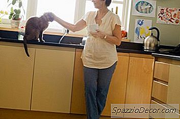 猫はなぜお尻にかわいがっているのが好きなのですか？