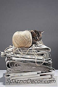 Waarom Houden Katten Van Krantenpapier?