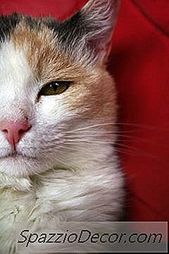 ¿Por Qué Los Gatos Pierden Pelo En Las Manchas?