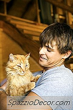 Warum Tätscheln Katzen Sie?