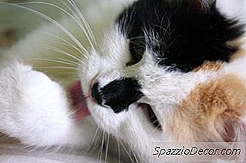 Por Que Os Gatos Preen?