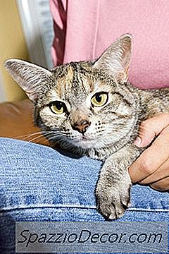 Waarom Zetten Katten Hun Pootjes Op Uw Armen Tijdens Het Slapen?
