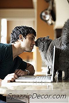 Perché I Gatti Strofinano Contro Le Cose?