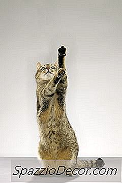Pourquoi Les Chats Se Frictionnent-Ils?