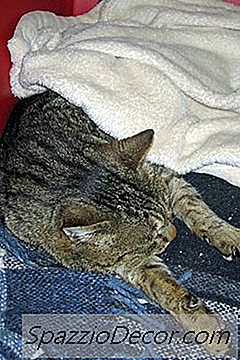 De Ce Pisicile Dorm Dormind